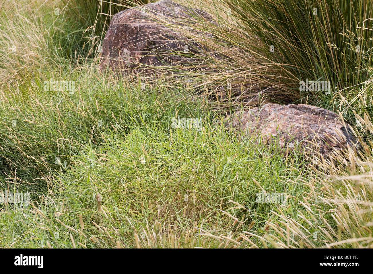 Bromus Brachypodium retusum groundcover grass meadow green roof garden for California home Stock Photo