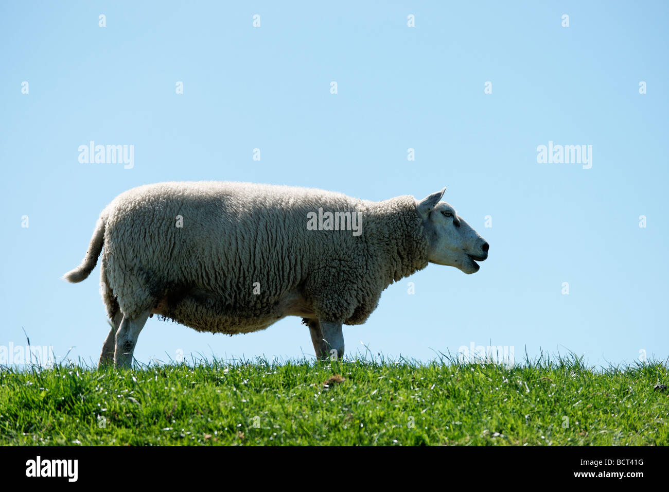 Texel sheep standing on a dyke, Netherlands. Stock Photo