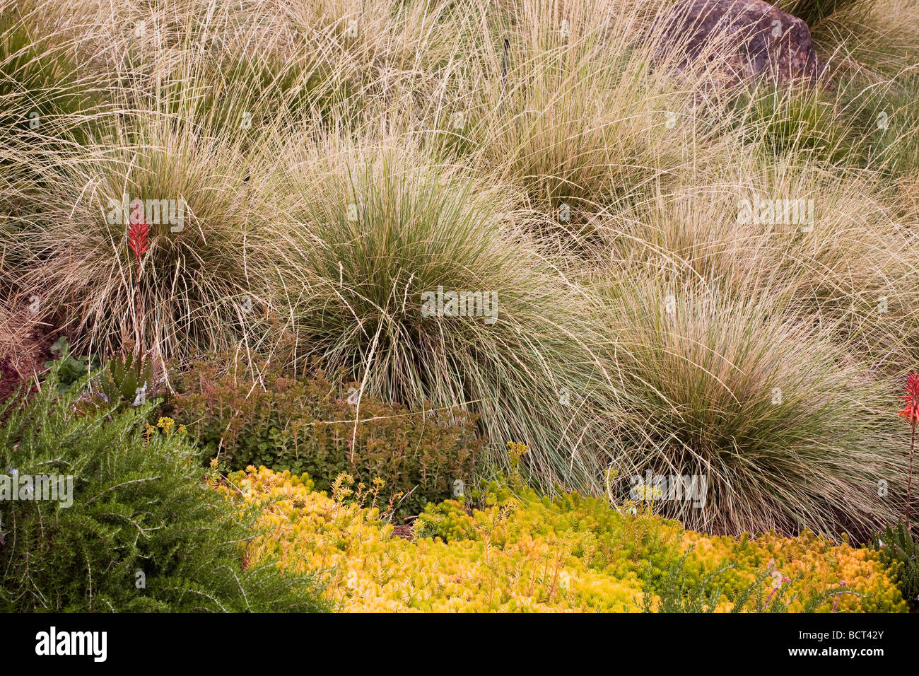 Festuca mairei Atlas Fescue flowering in grass meadow green roof garden