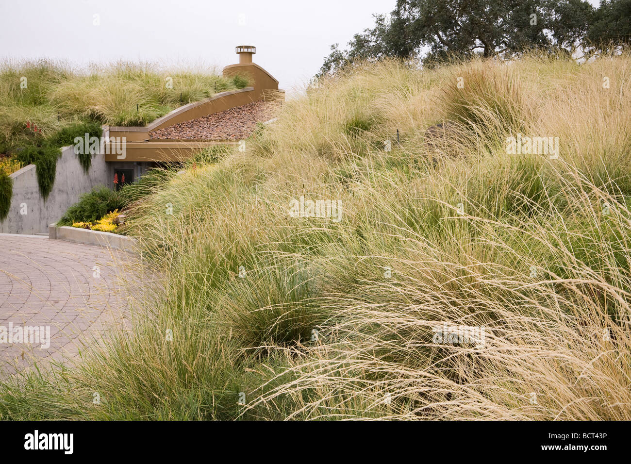 Grass meadow green roof garden with Atlas Fescue Festuca mairei and