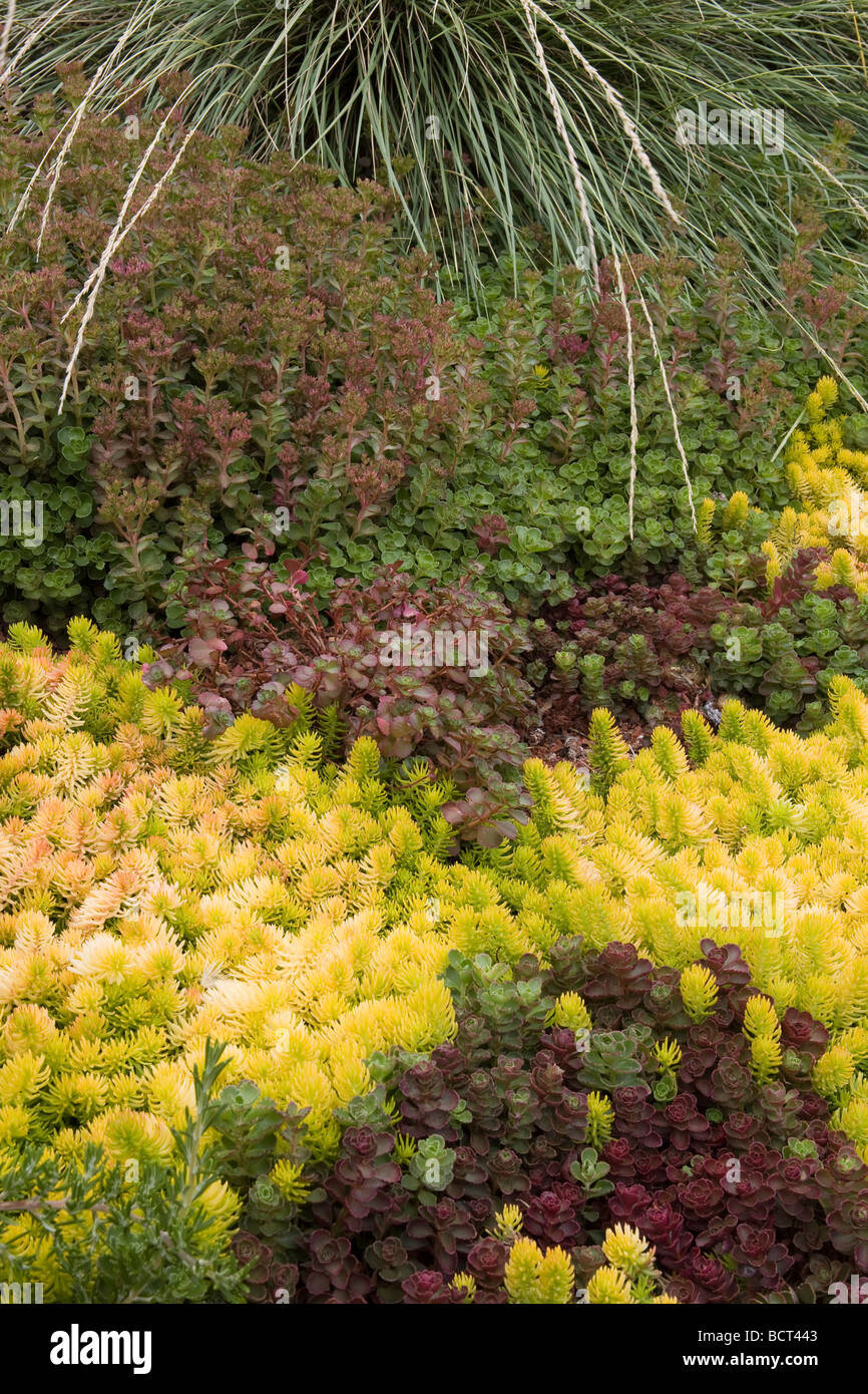 drought tolerant succulent groundcover foliage tapestry in California garden with Sedum Angelina and Sedum spurium Stock Photo