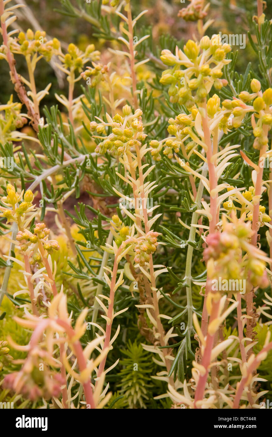 Flower stalk of Sedum rupestre Angelina in drought tolerant succulent groundcover with Rosemary in California garden Stock Photo