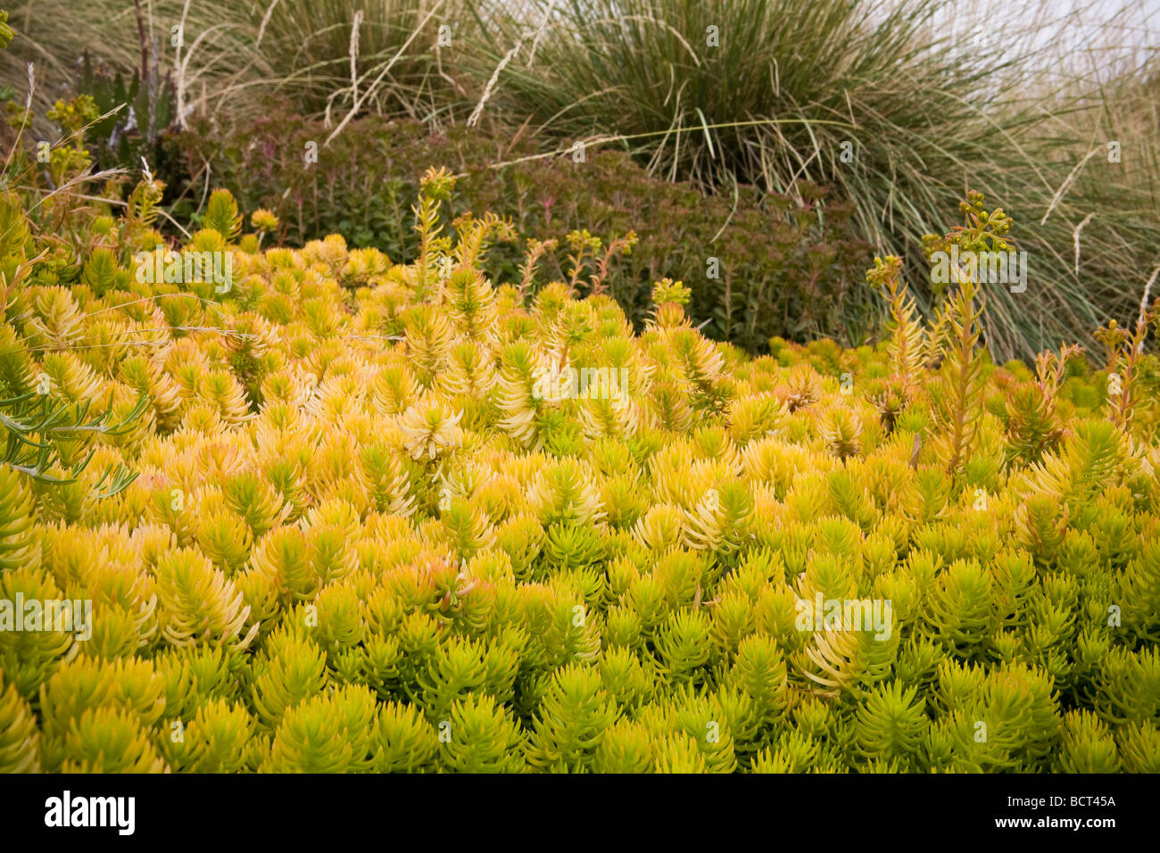 Sedum rupestre Angelina yellow foliage hardy succulent groundcover with grasses in drought tolerant California garden Stock Photo