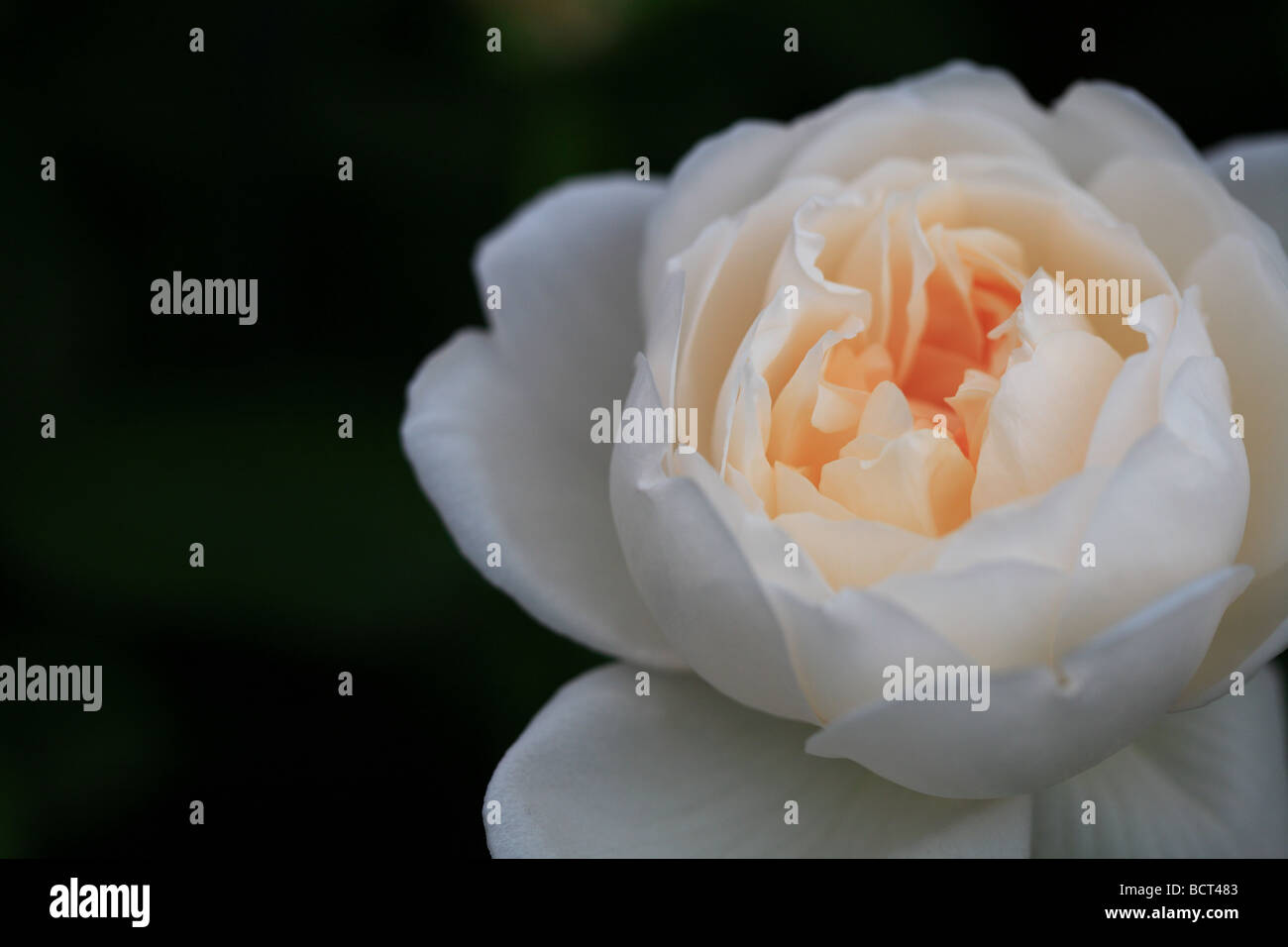white rose on black background Stock Photo - Alamy