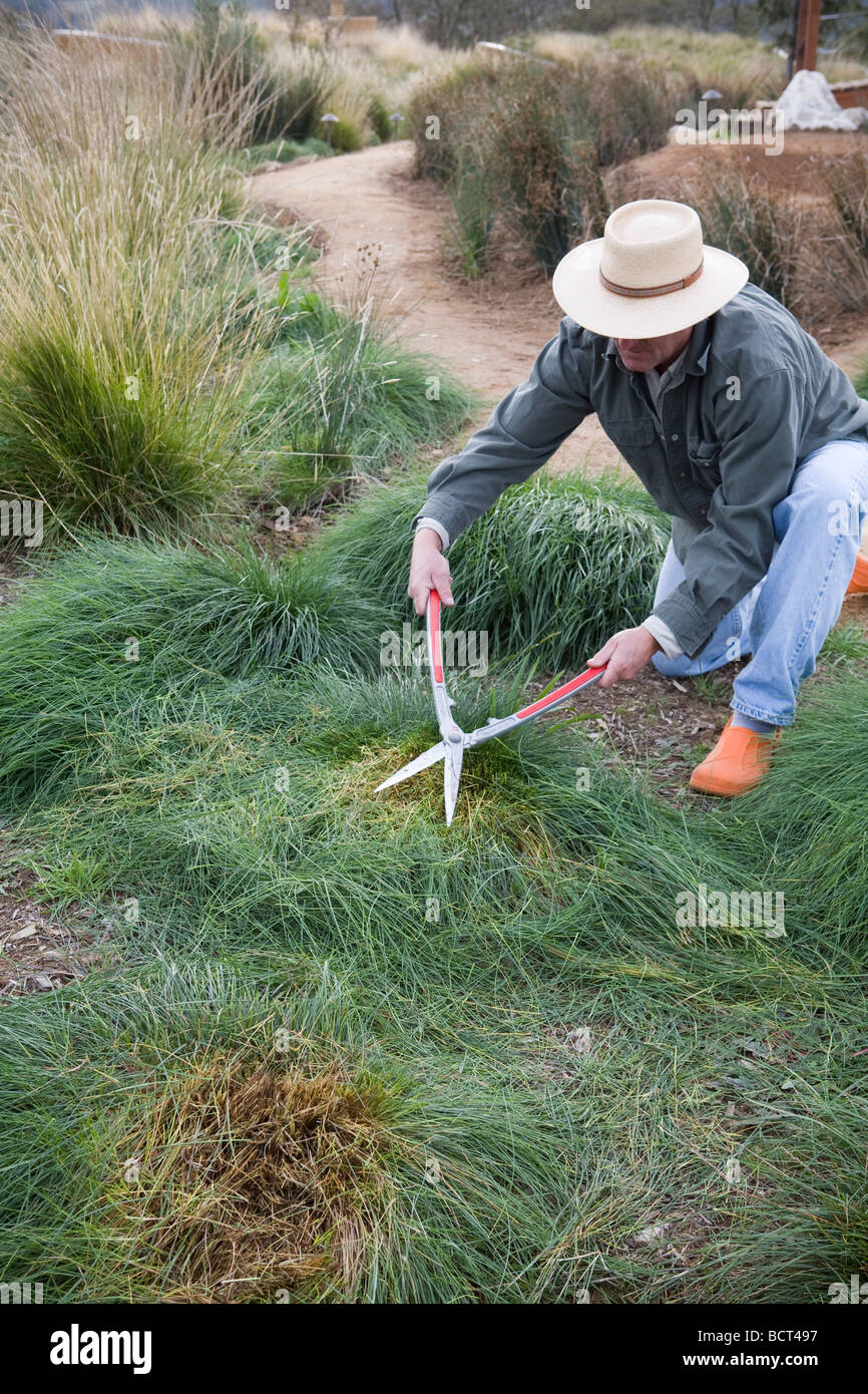Meadow maintenance with John Greenlee cutting back fescue grass with