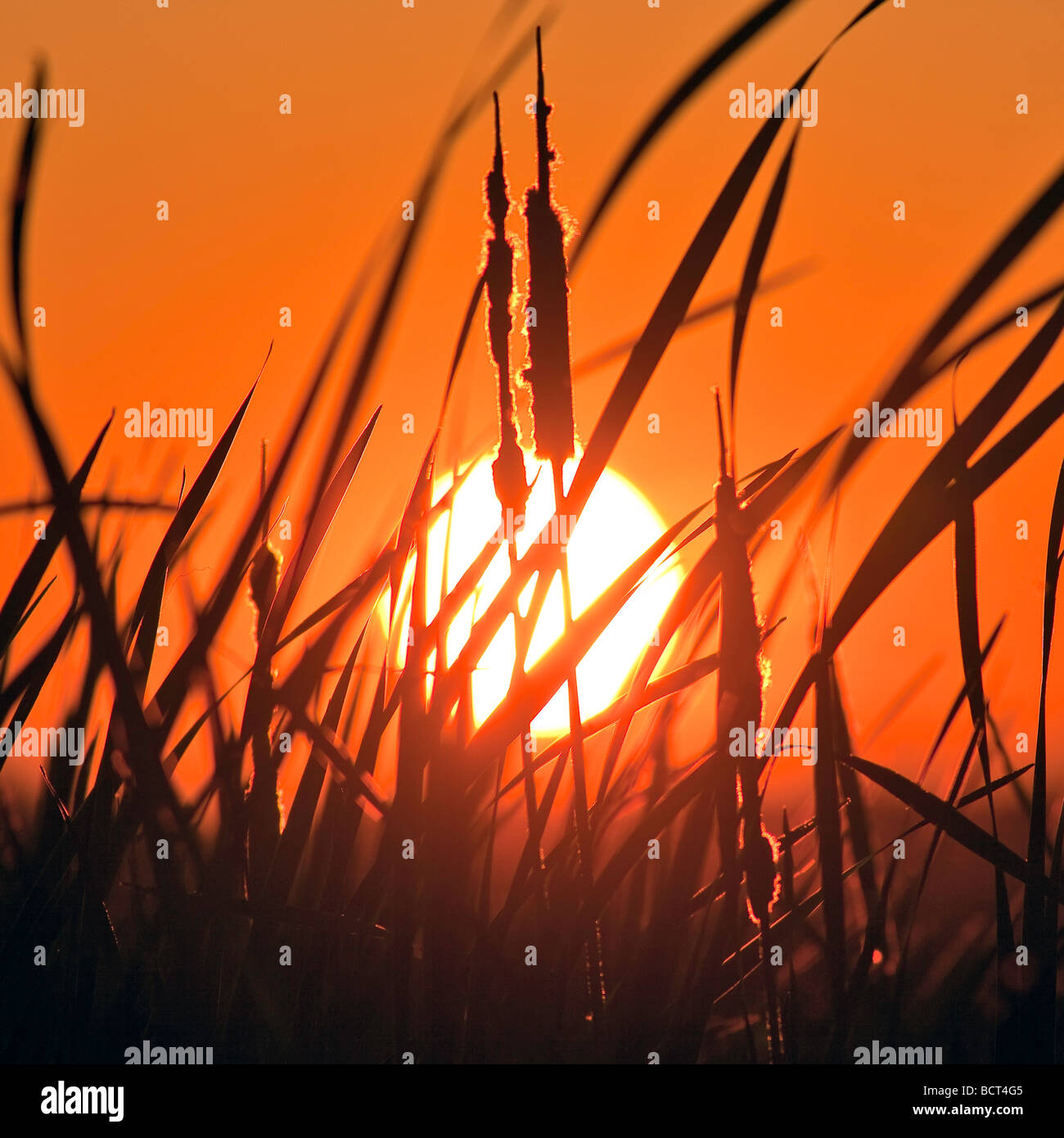 Sunset at Grassy Narrows Marsh, Hecla Island Provincial Park, Manitoba, Canada. Stock Photo