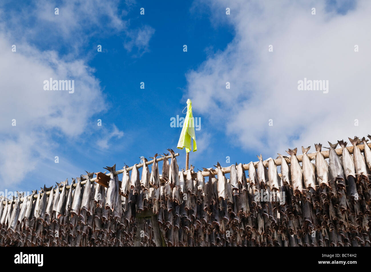Cod Fish Drying Rack Drying cod fish lofoten islands hi-res stock photography and images - Alamy