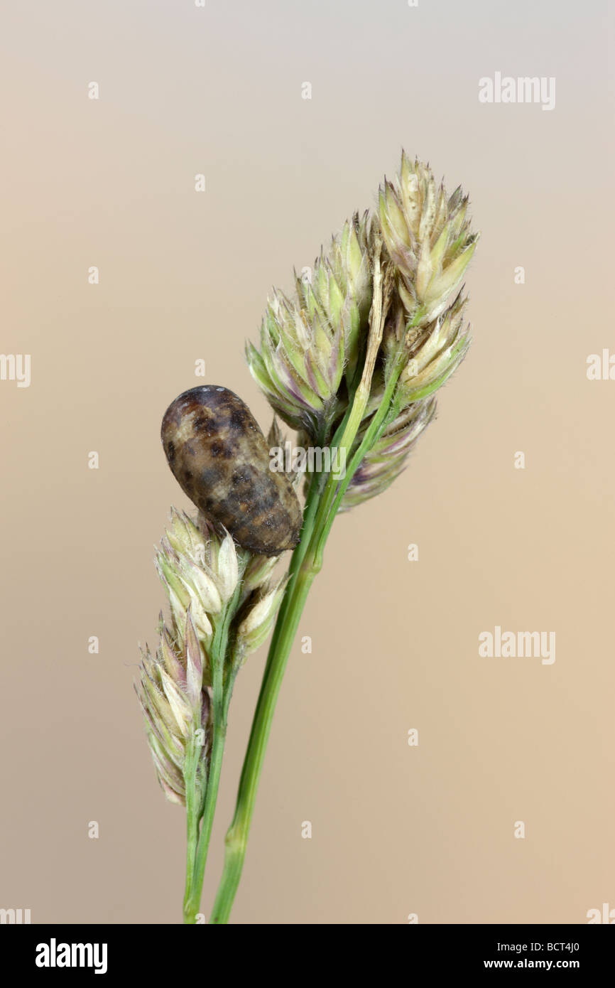 Hover fly larvae on grass head Stock Photo