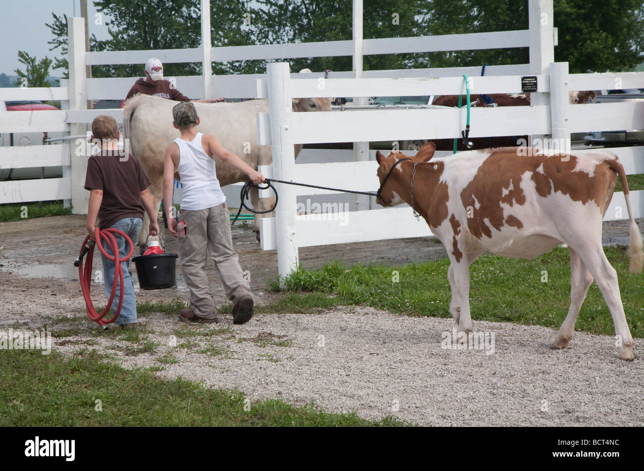 Marengo Iowa Two boys lead their calf to a pen to groom it for competition at the Iowa County Fair Stock Photo