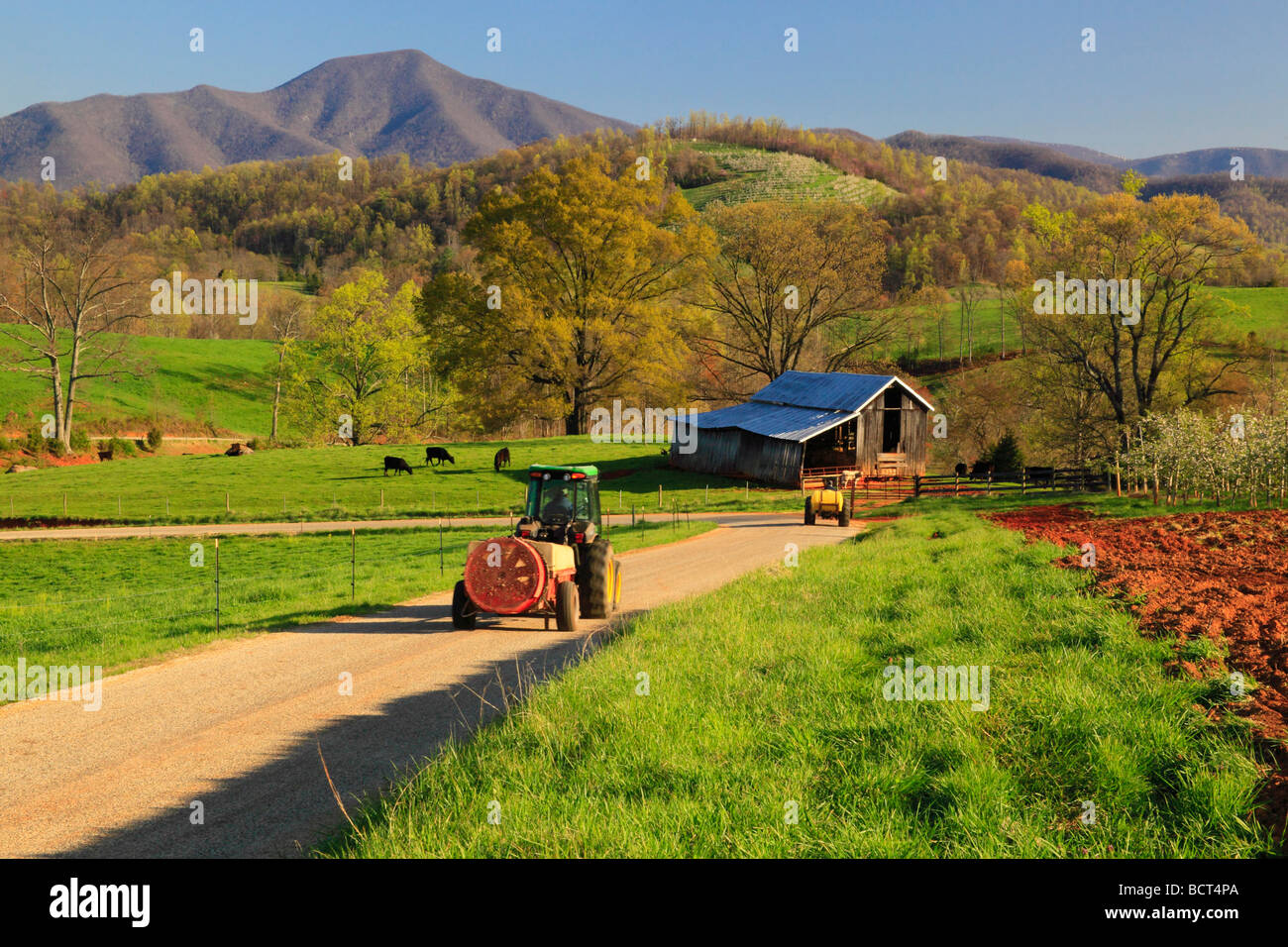 Apple Orchard Roseland Nelson County Virginia Stock Photo Alamy
