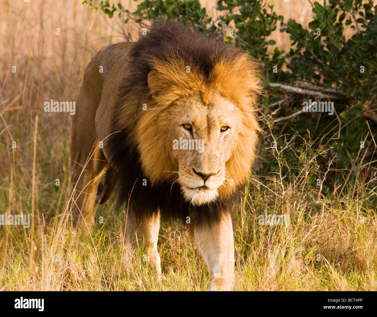 Stalking adult wild lion with a great mane observed while on safari in ...