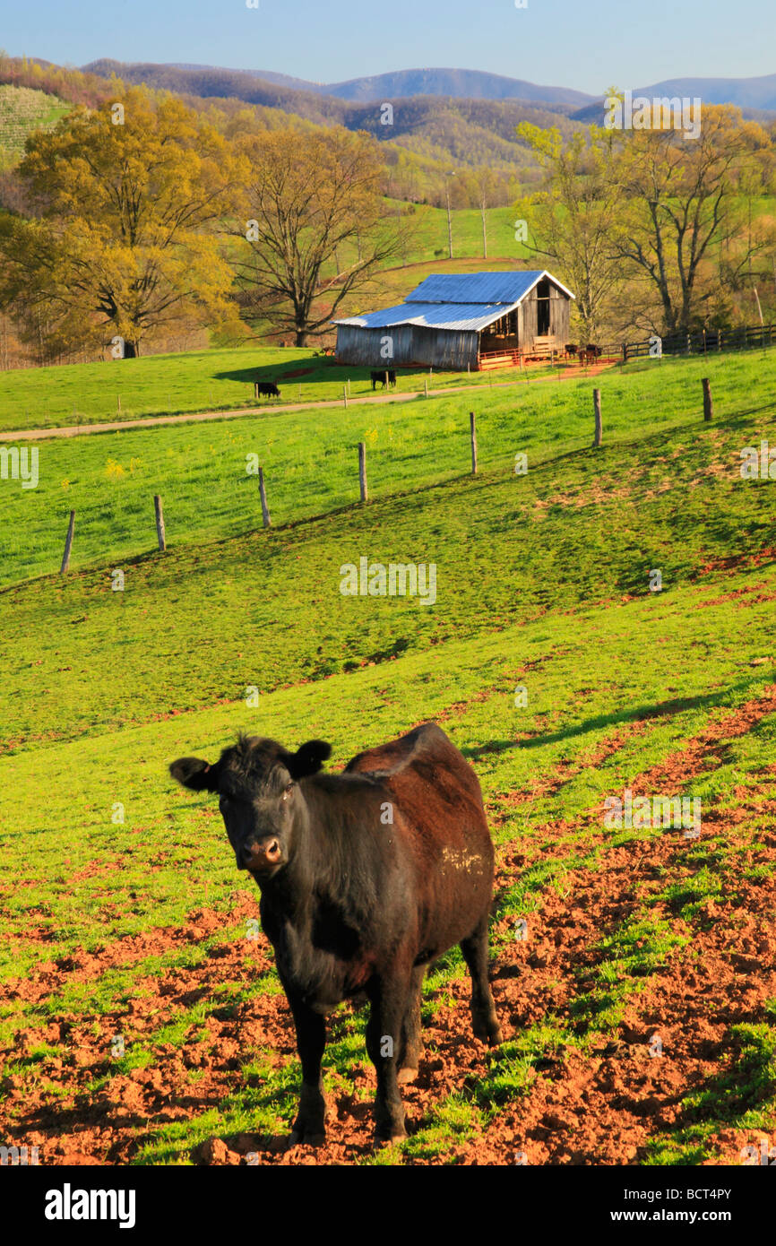 Cattle and barn Roseland Nelson County Virginia Stock Photo Alamy