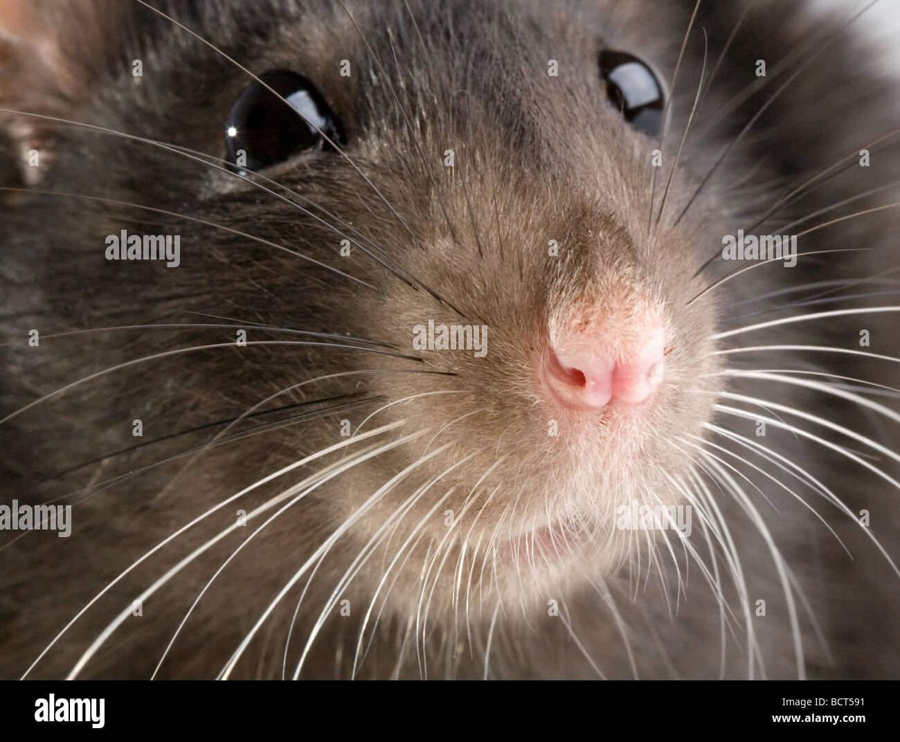 funny rat close up portrait on white background Stock Photo - Alamy