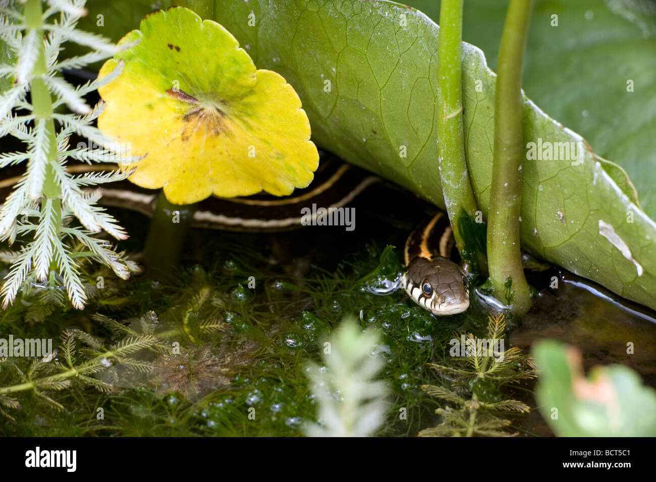 Black-necked Garter Snake (Thamnophis cyrtopsis) Az - USA - Semi-aquatic - In pond with lily pads Stock Photo