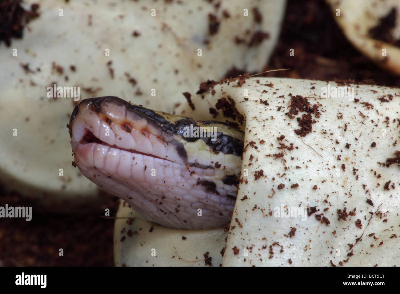 Ball Python (Python regius) Captive hatching from egg Native to