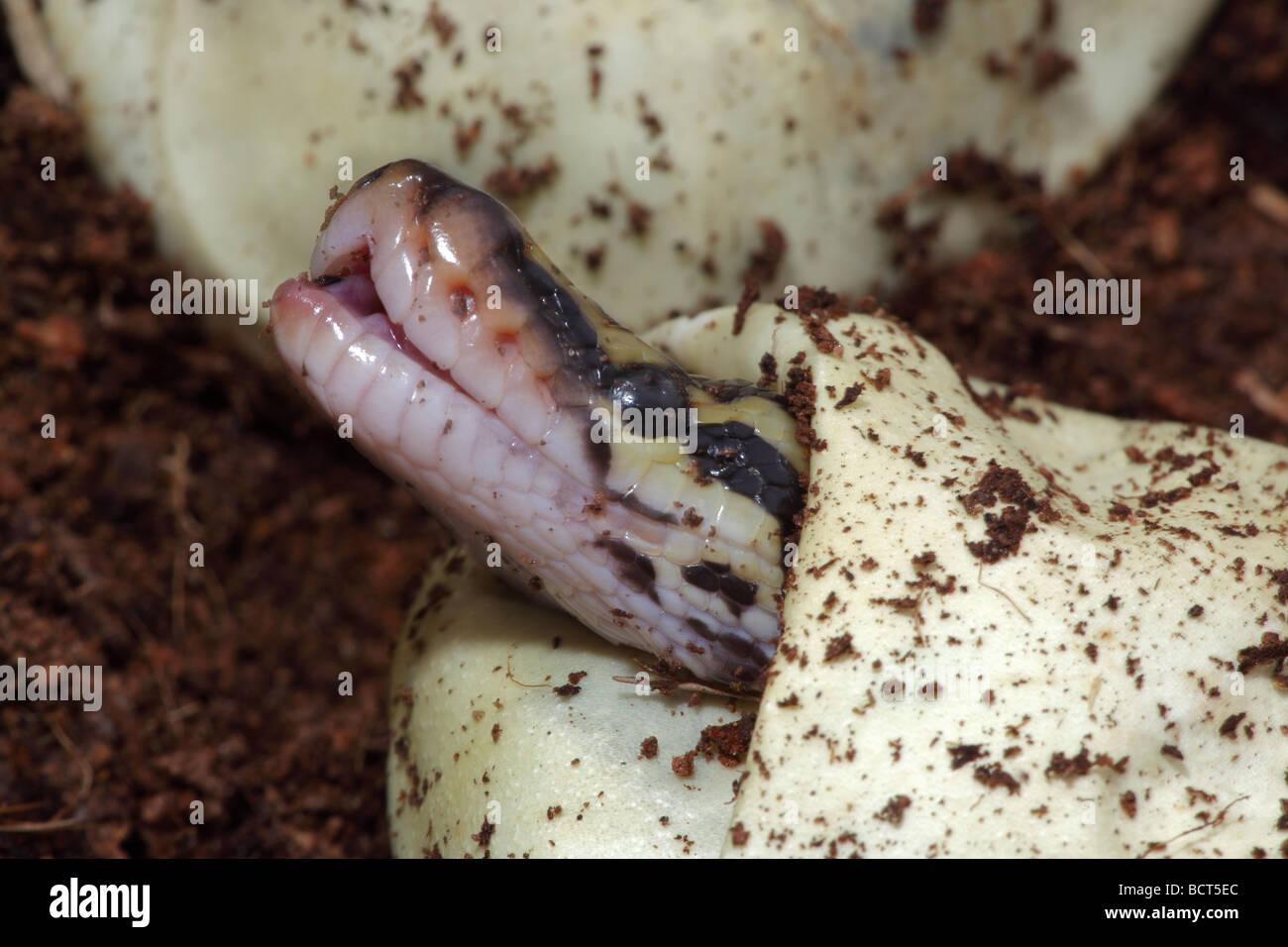 Ball Python (Python regius) Captive hatching from egg - Native to ...