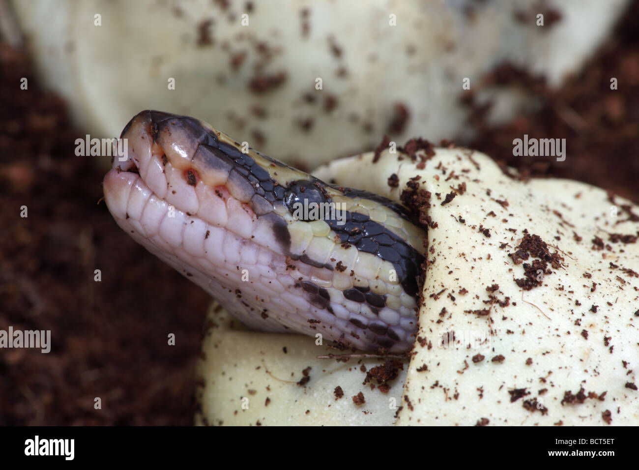 Baby pythons hi-res stock photography and images - Alamy