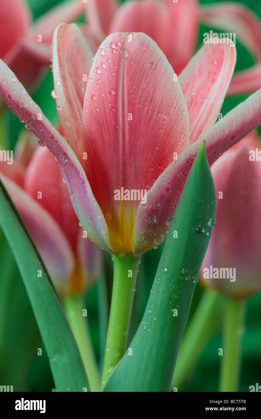 Kaufmanniana tulips hires stock photography and images Alamy