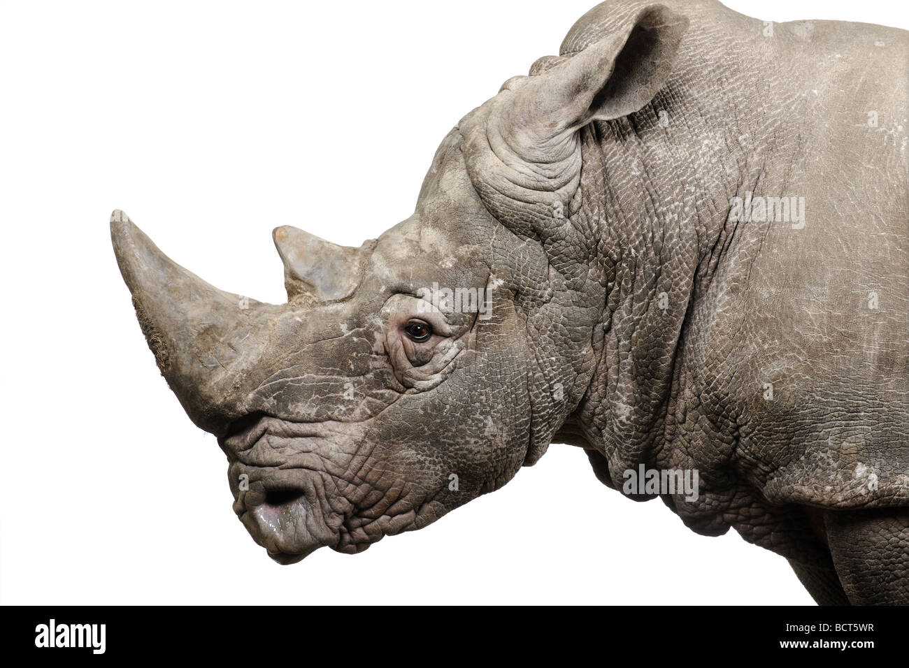 White Rhinoceros, Ceratotherium simum, 10 years old, in front of a white background, studio shot Stock Photo