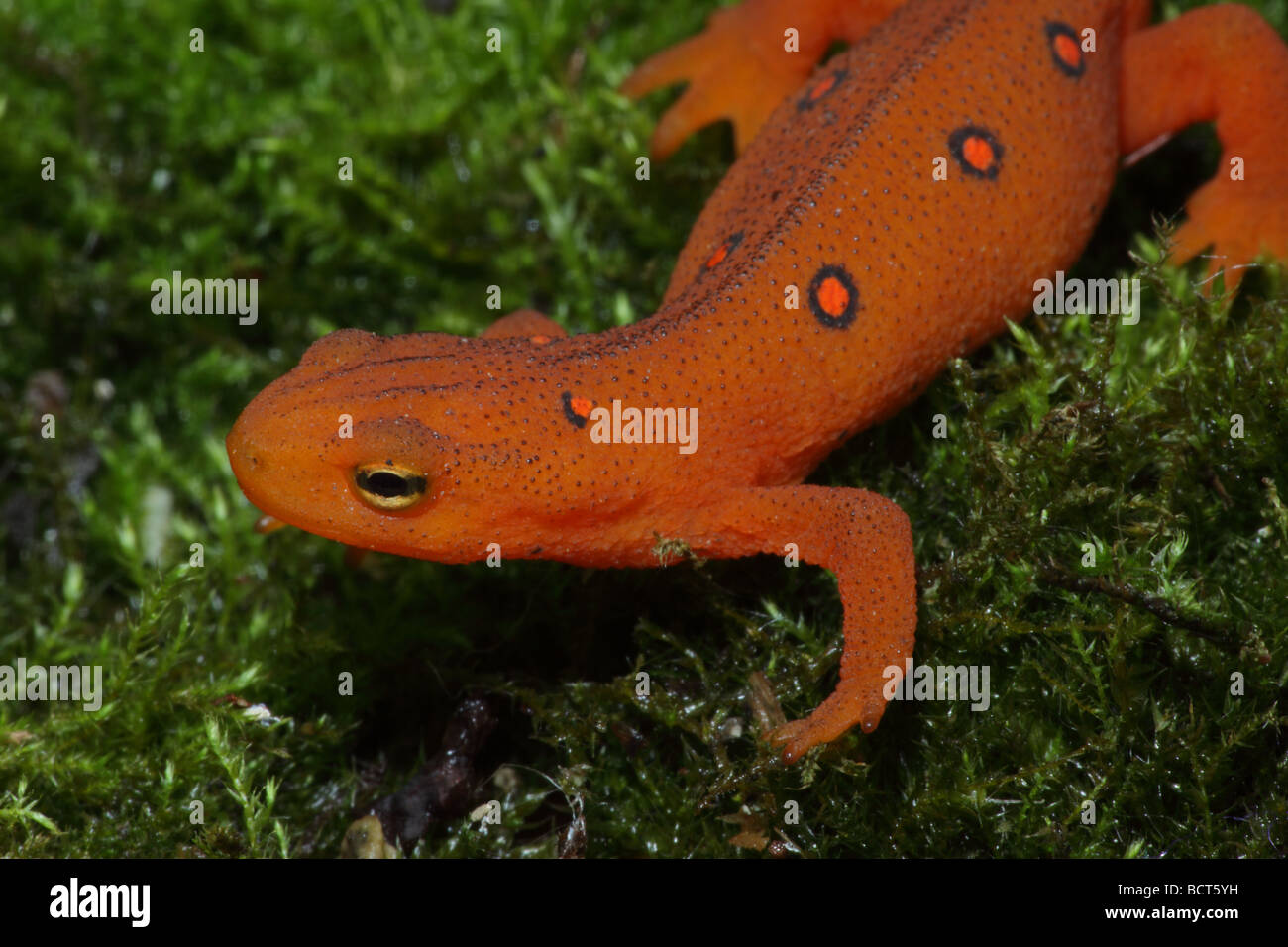 Red Eft - Terrestrial juvenile stage of Red Spotted Newt (Notophthalmus viridescens viridescens) New York - USA Stock Photo