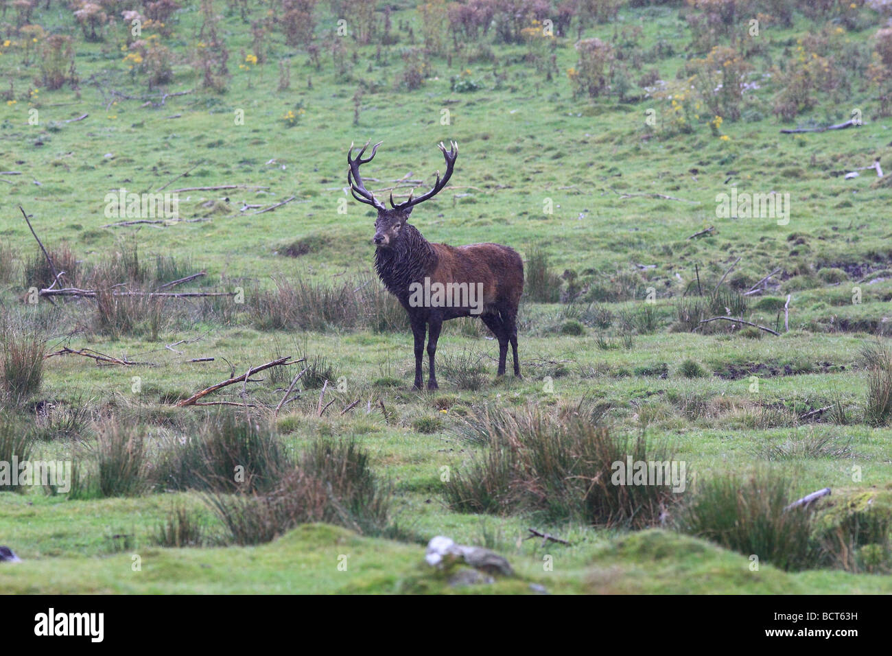 The Red Deer (Cervus elaphus) is one of the largest deer species. The ...