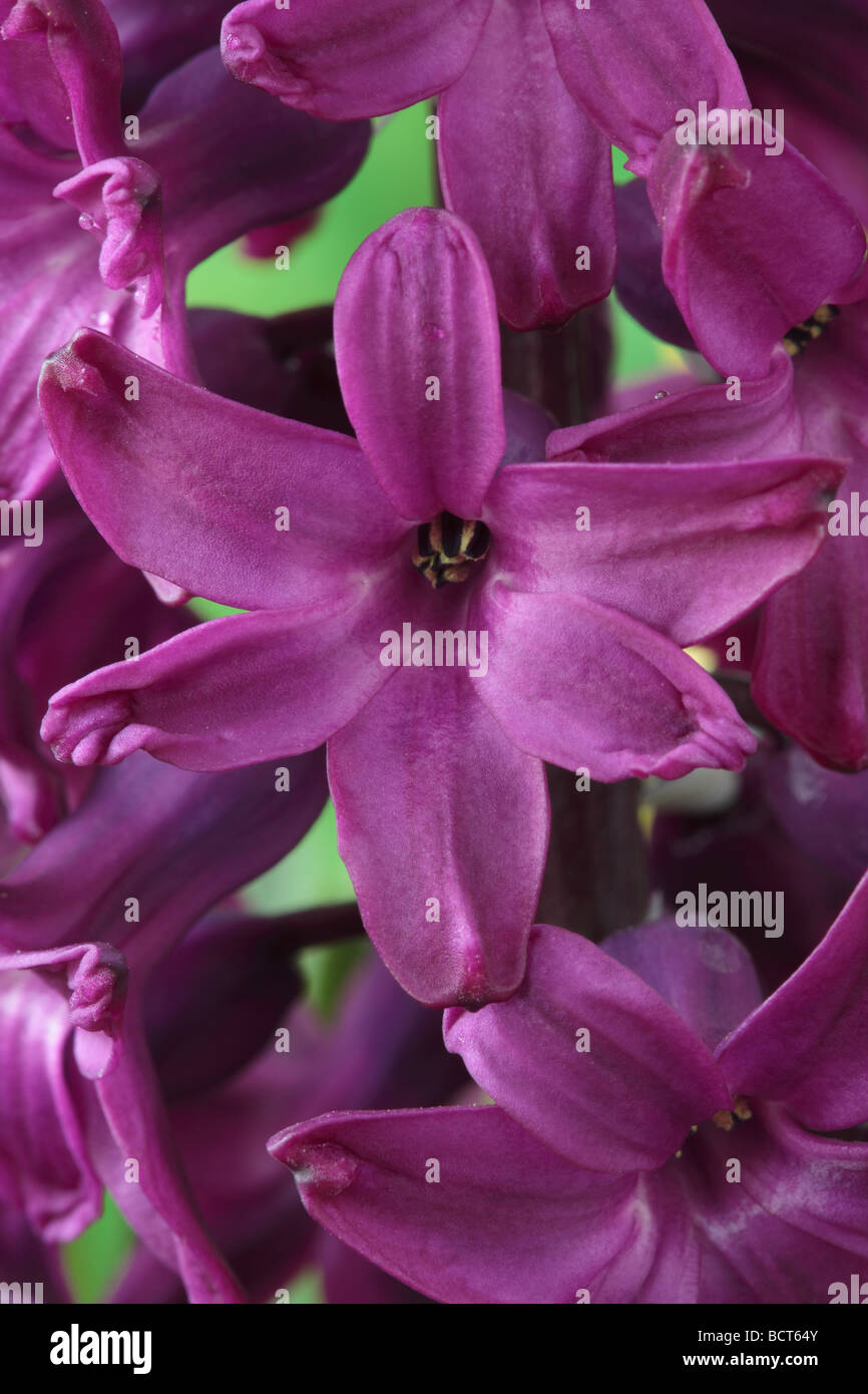 Hyacinthus orientalis 'Woodstock' (Hyacinth) Stock Photo