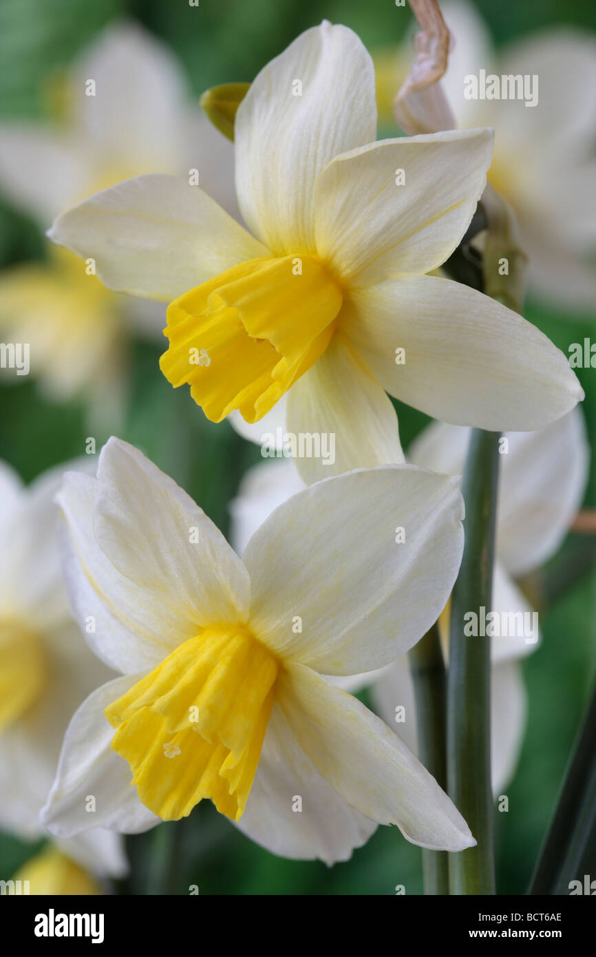 Narcissus 'Sailboat'  AGM (Daffodil) Div.7 Jonquilla Stock Photo