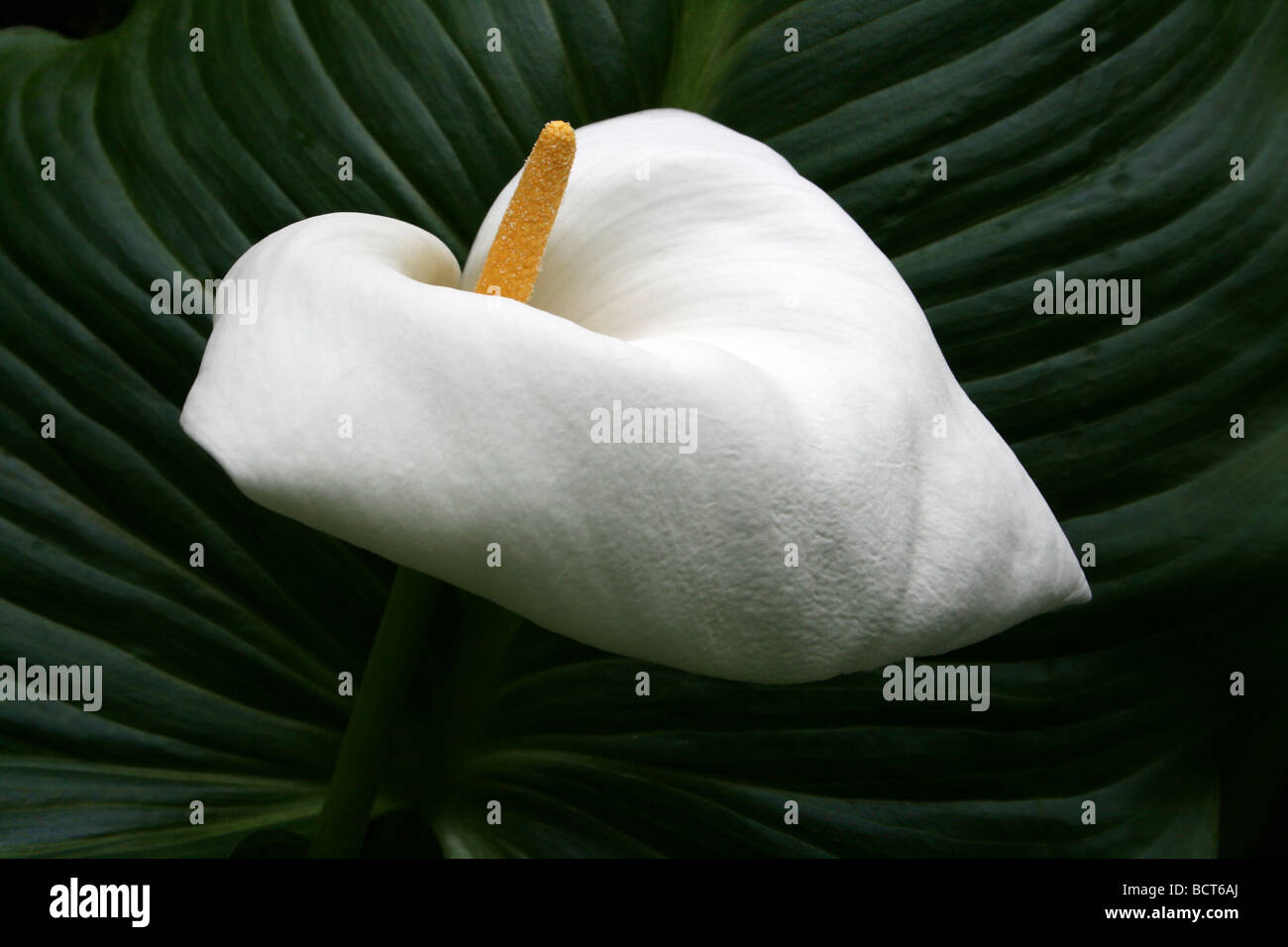 White Arum Lily Zantedeschia aethiopica Taken At Calderstones Park, Liverpool, UK Stock Photo