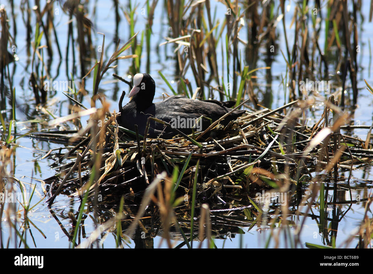 A female Coot sitting on her nest. Fulica Atra, a member of the rail family Stock Photo