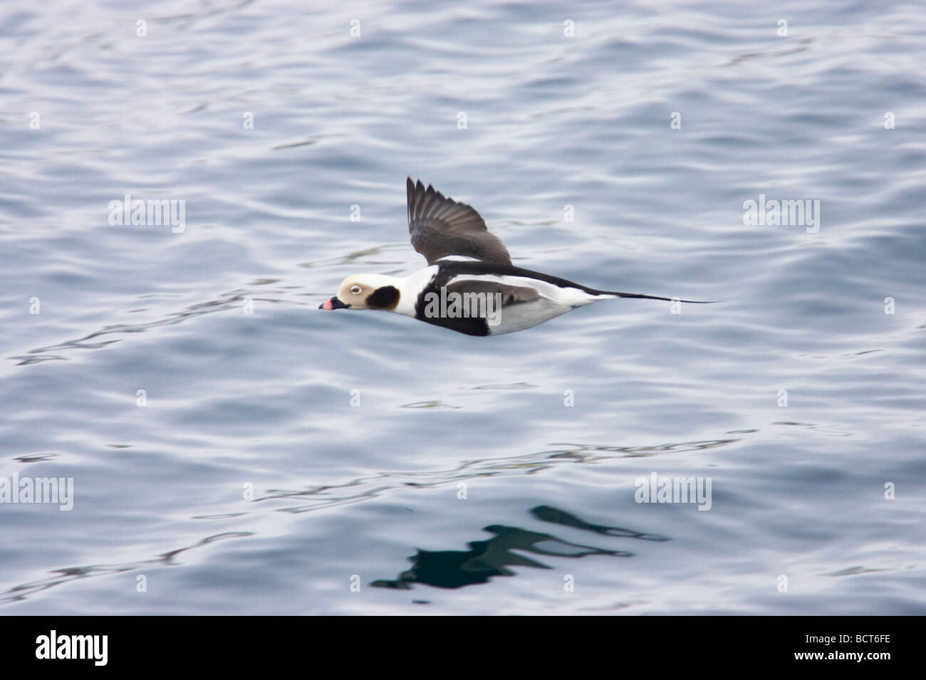 Long Tailed Duck or Oldsquaw In Flight Clangula hyemalis Varanger Fjord Norway BI013786 Stock Photo