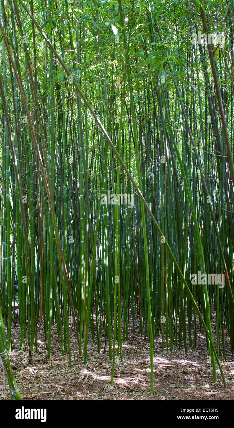 High green trunk of bamboo plant 'Phyllostachys viridi Glaucesens' (nature background) Stock Photo