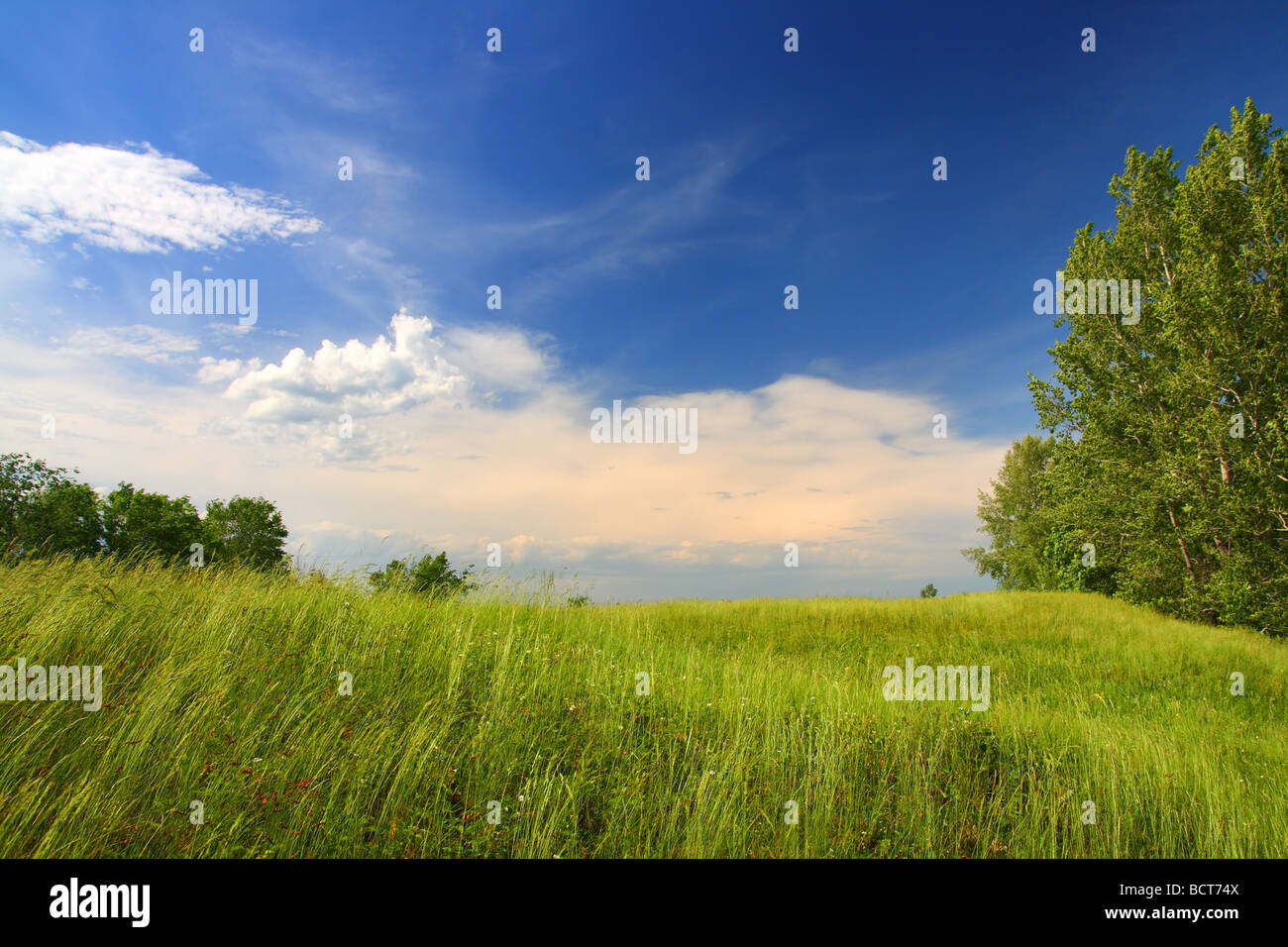 Meadow trees green cloud hi-res stock photography and images - Alamy