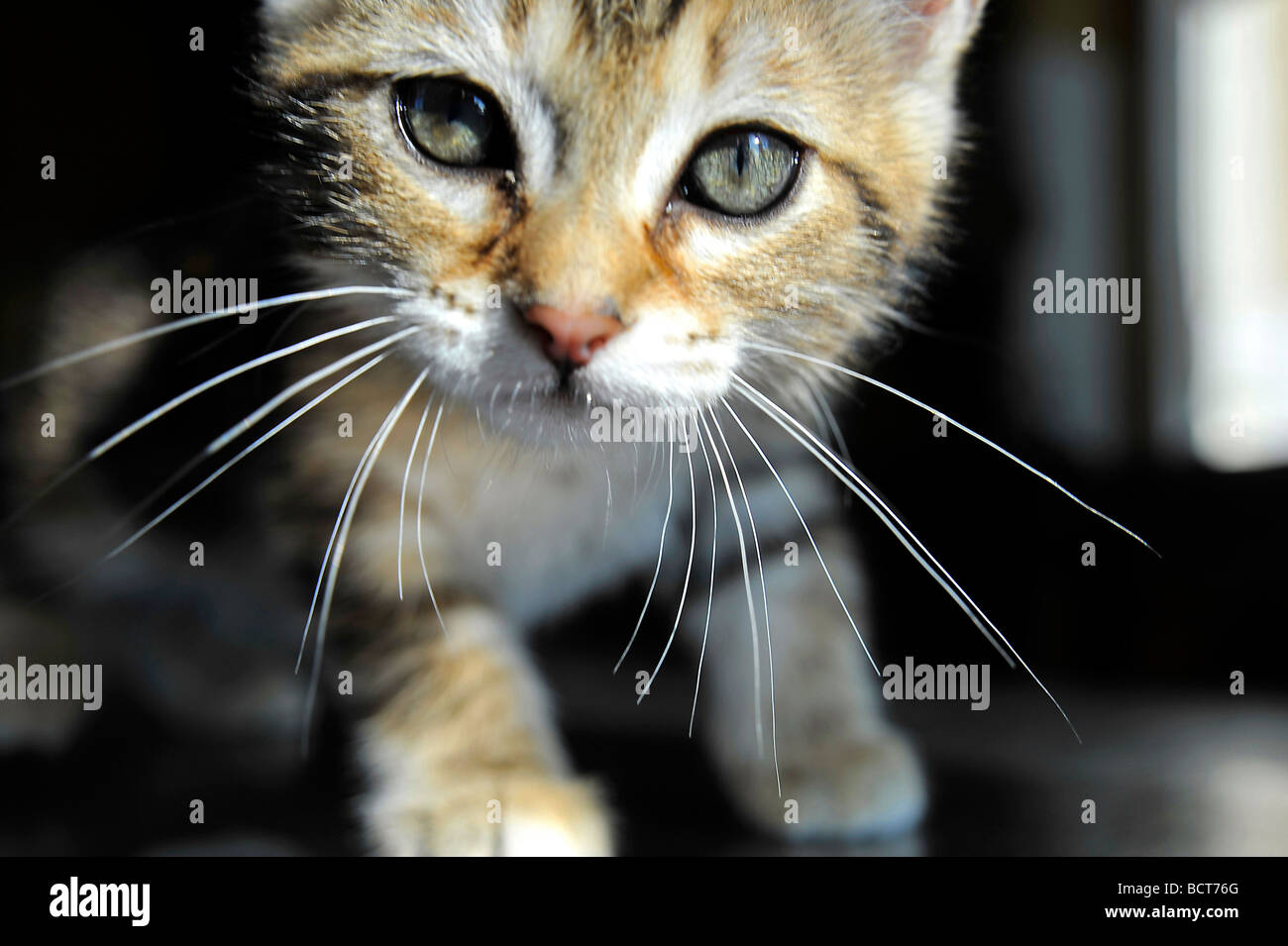 Young tabby kitten Stock Photo - Alamy