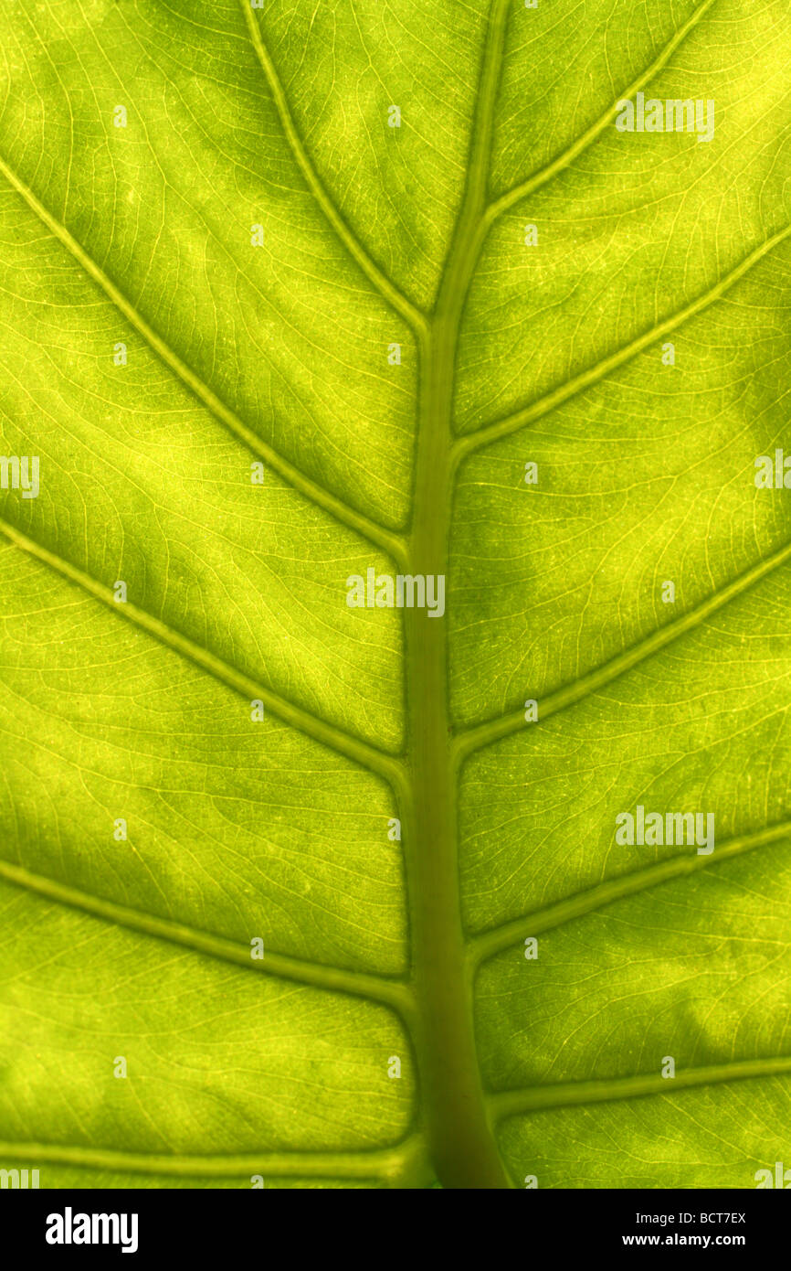 green leaf with veins macro background Stock Photo - Alamy