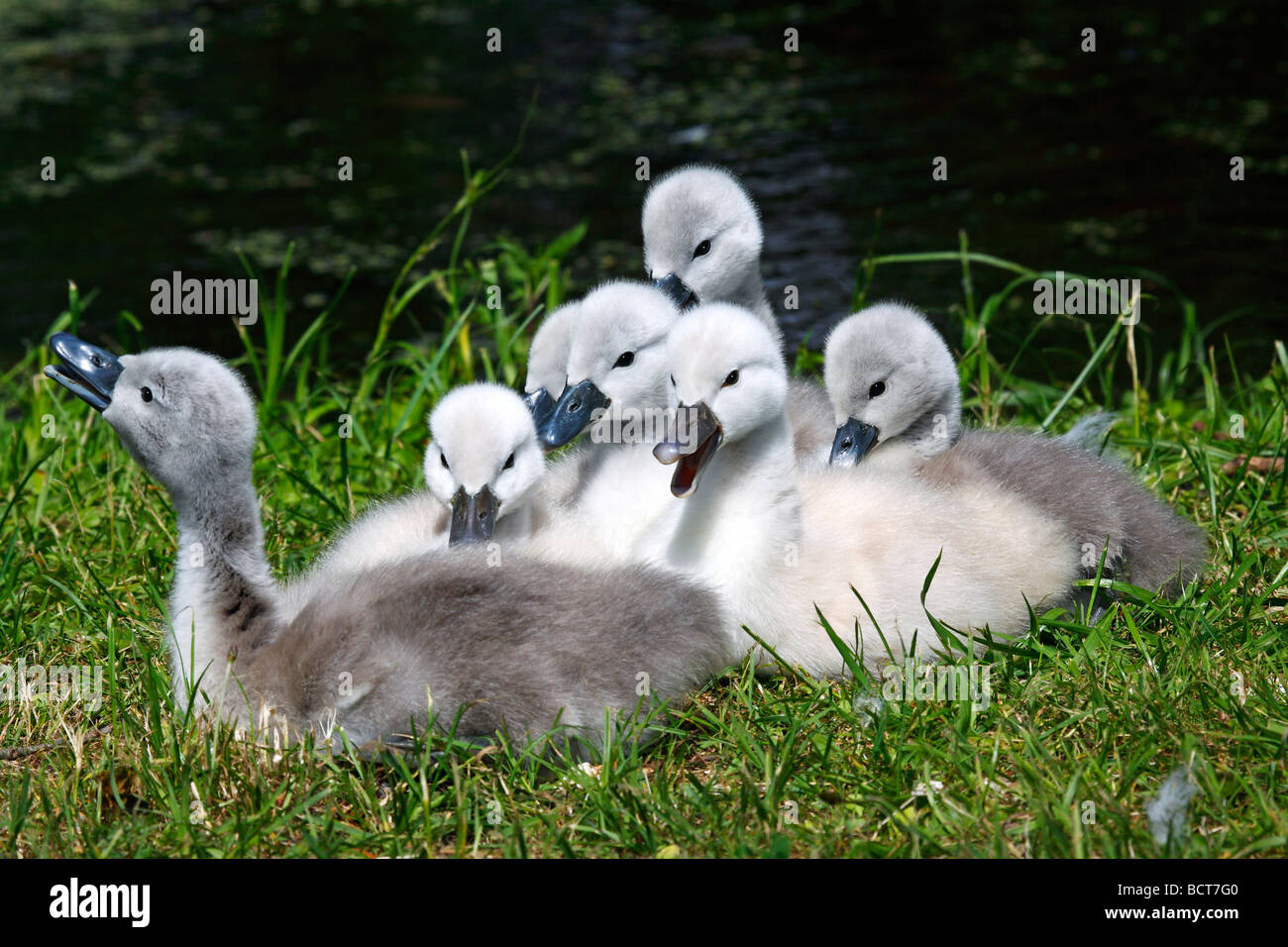 Mute Swan chicks (Cygnus olor) Stock Photo