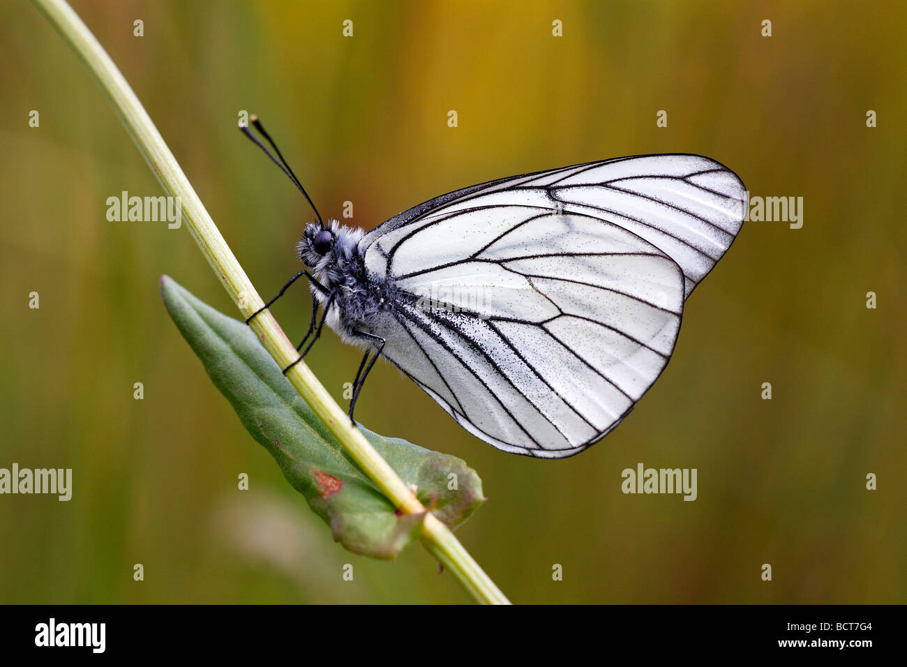 Black-veined White butterfly (Aporia crataegi), nature reserve Lueneburg Heath, Lower Saxony, Germany, Europe Stock Photo