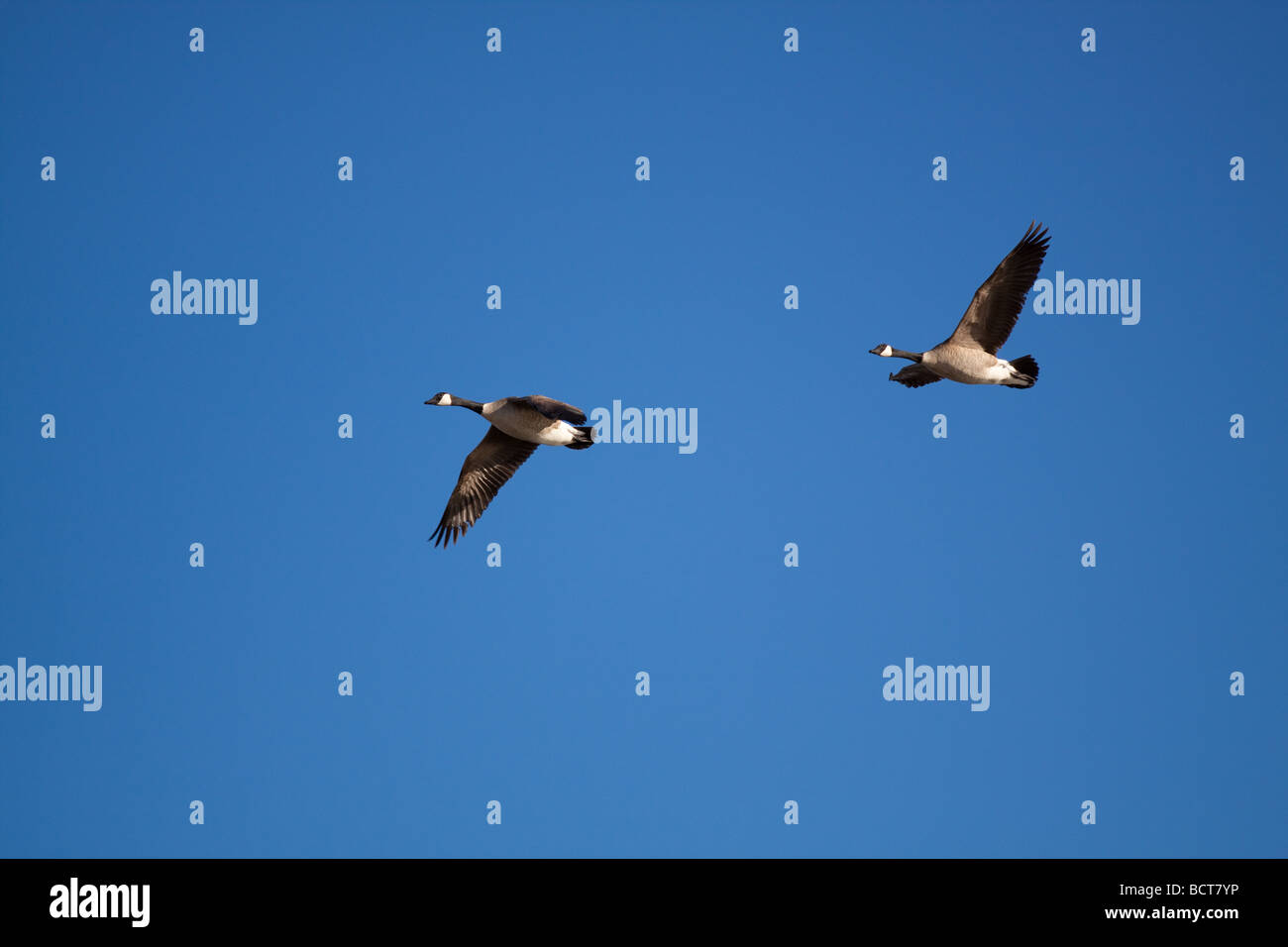 Canada geese flying Stock Photo - Alamy