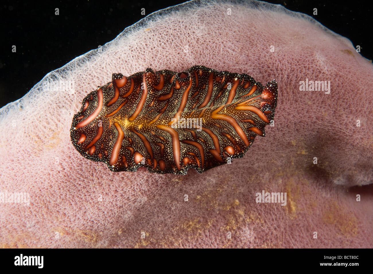 Polyclad flatworm (Pseudobiceros bedfordi), Indonesia, Southeast Asia Stock Photo