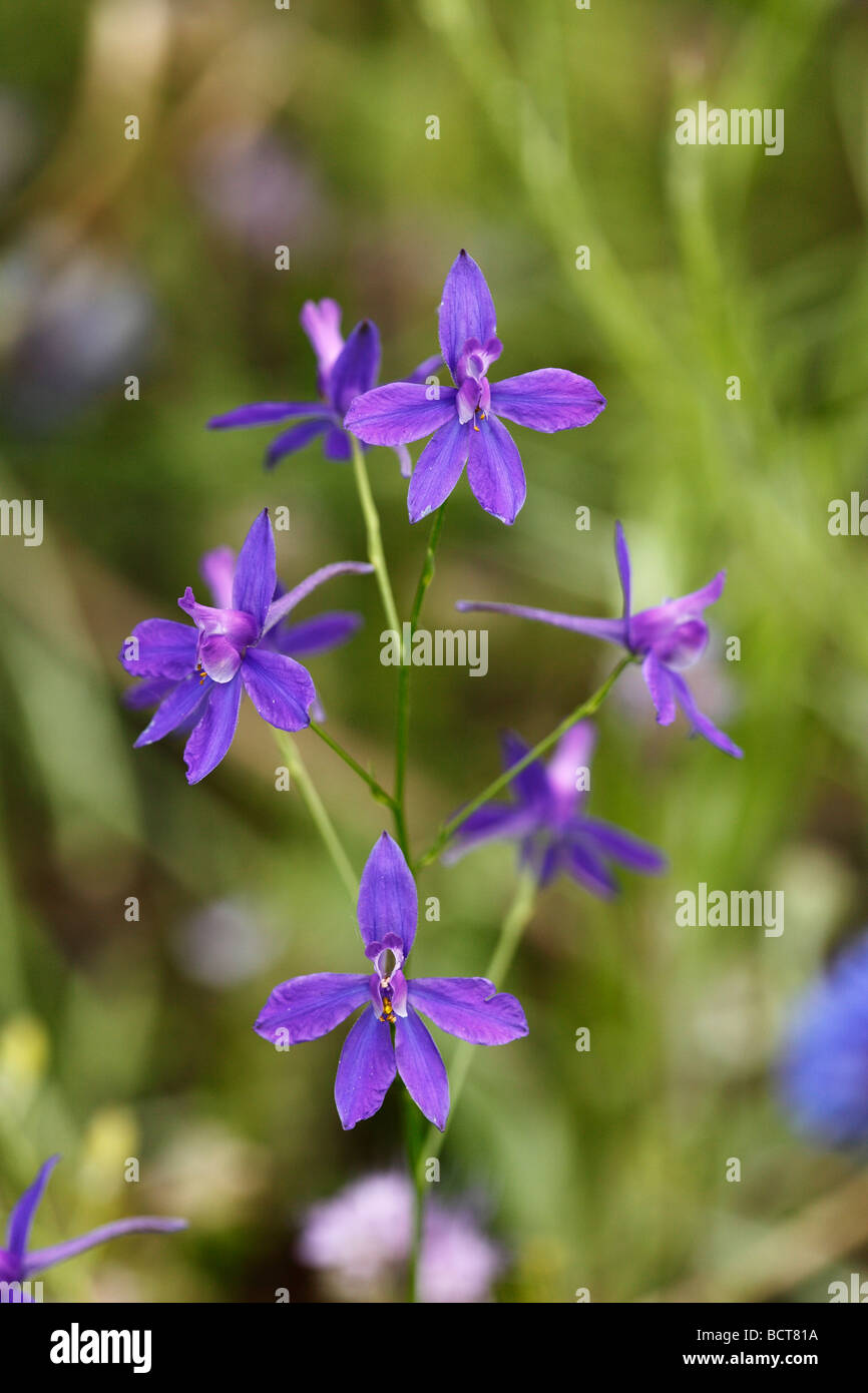 Forking Larkspur (Consolida regalis) Stock Photo