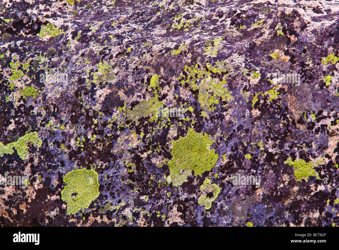 Lichen covered rock Stock Photo - Alamy