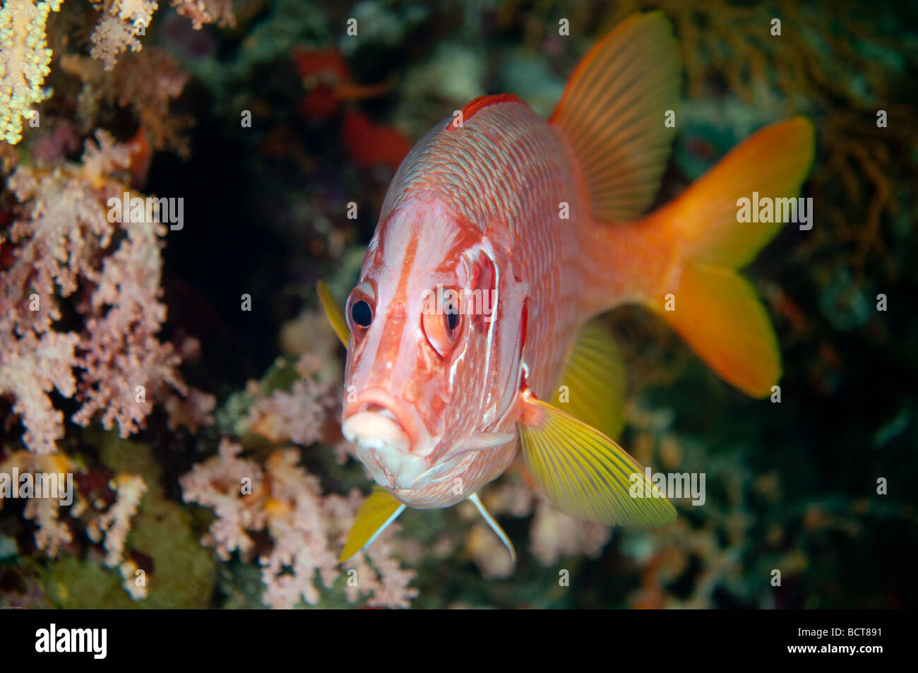 A Sabre Squirrelfish poses for the camera at Ras Mohammed  in the Red Sea, near Sharm El Sheilk, Egypt. Stock Photo