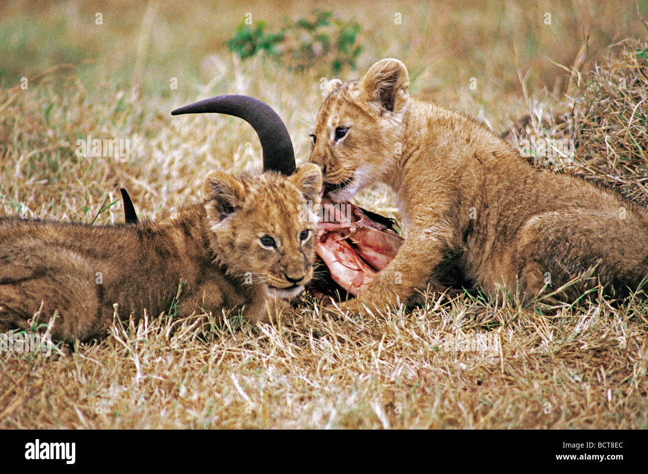 Two young Lion cubs feeding on remains of a Topi carcass Masai Mara National Reserve Kenya East Africa Stock Photo