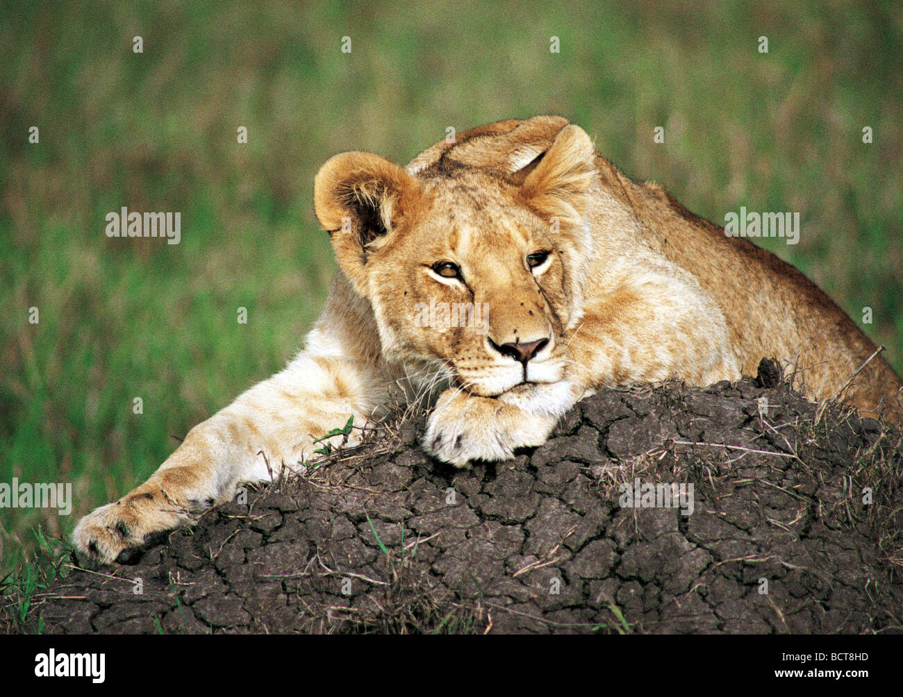 Young male Lion resting on termite mound Masai Mara National Reserve Kenya East Africa Stock Photo