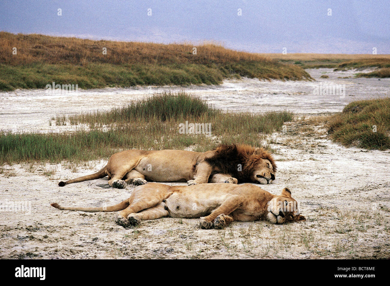 Male lion and female lioness lying down resting in a salt pan Ngorongoro Crater Tanzania East Africa Stock Photo