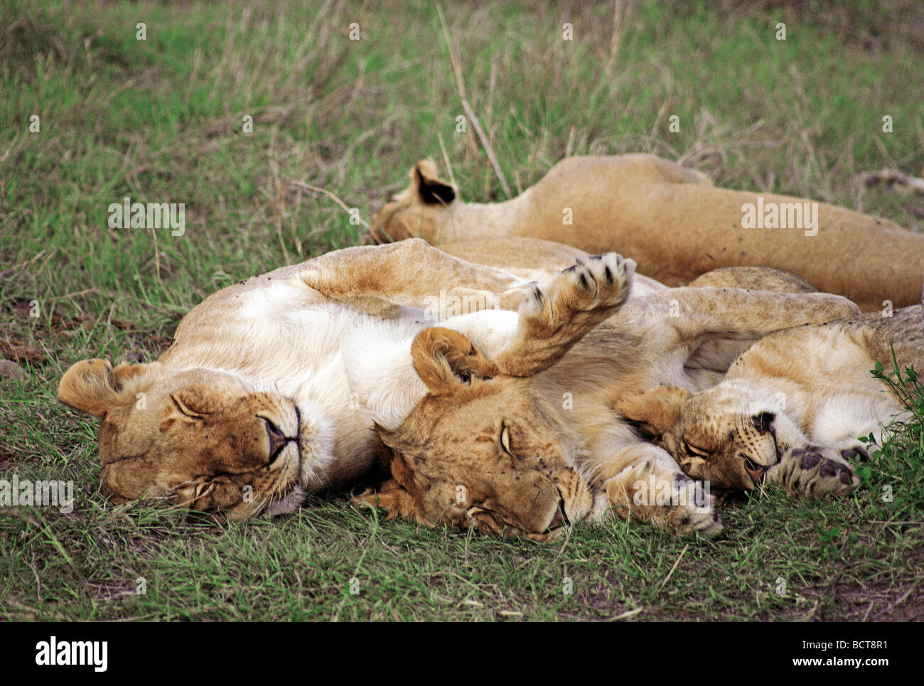 A group of four 4 lionesses snuggled together asleep in the Masai Mara National Reserve Kenya East Africa Stock Photo