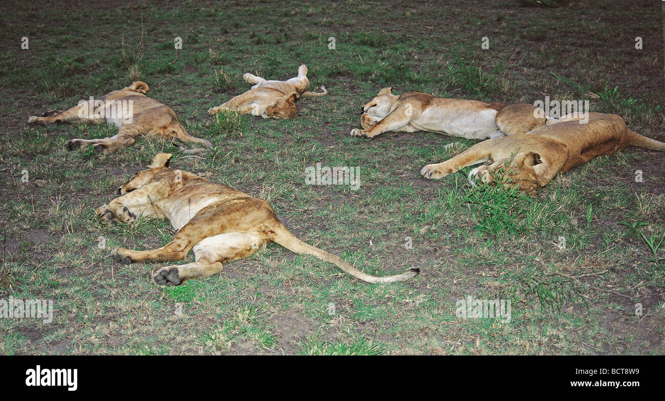 Five 5 Lionesses sleeping after feeding on freshly killed Zebra at dawn Masai Mara National Reserve Kenya East Africa Stock Photo