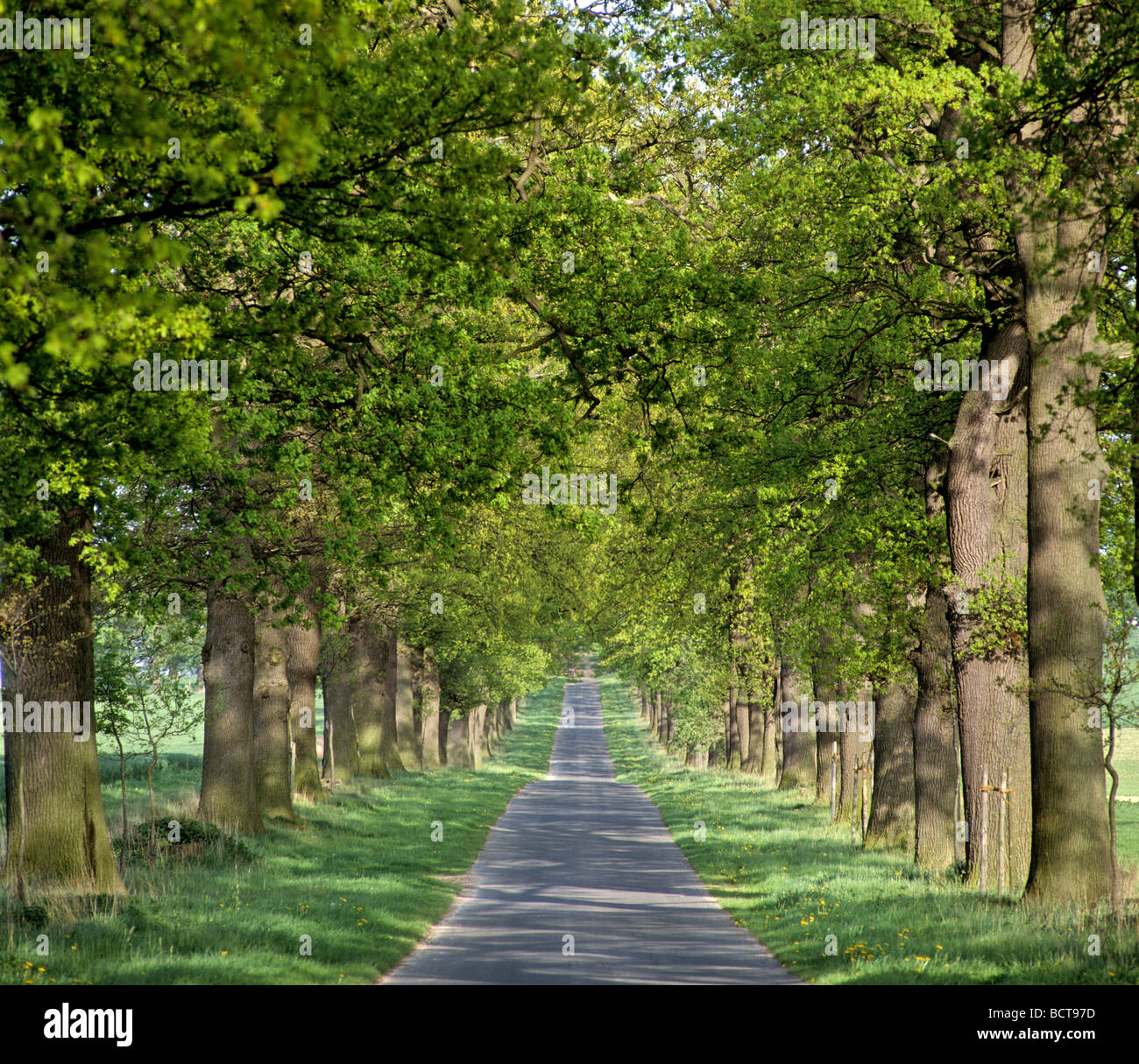 Oak-lined road, path, Oak (Quercus), Germany, Europe Stock Photo