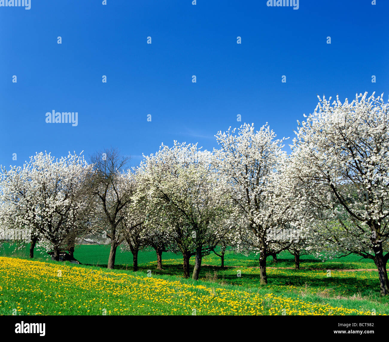Blossoming Cherry trees (Cerasus), spring, flower meadow, Germany, Europe Stock Photo