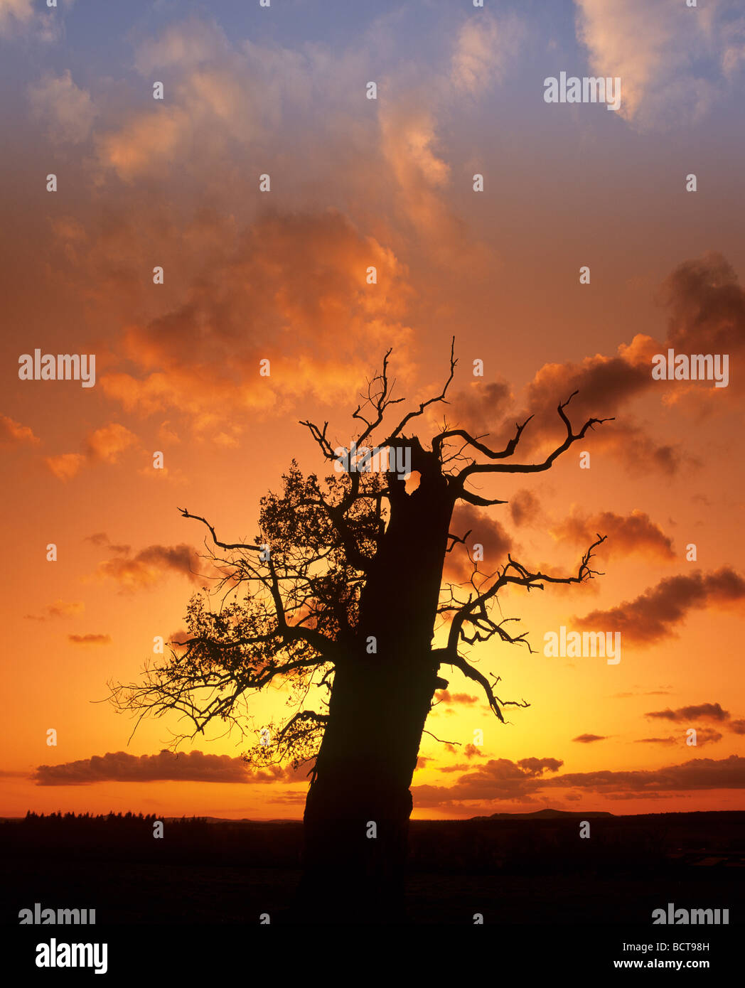 Gnarly Oak (Quercus) in front of sunset, dusk, evening sky, Germany, Europe Stock Photo