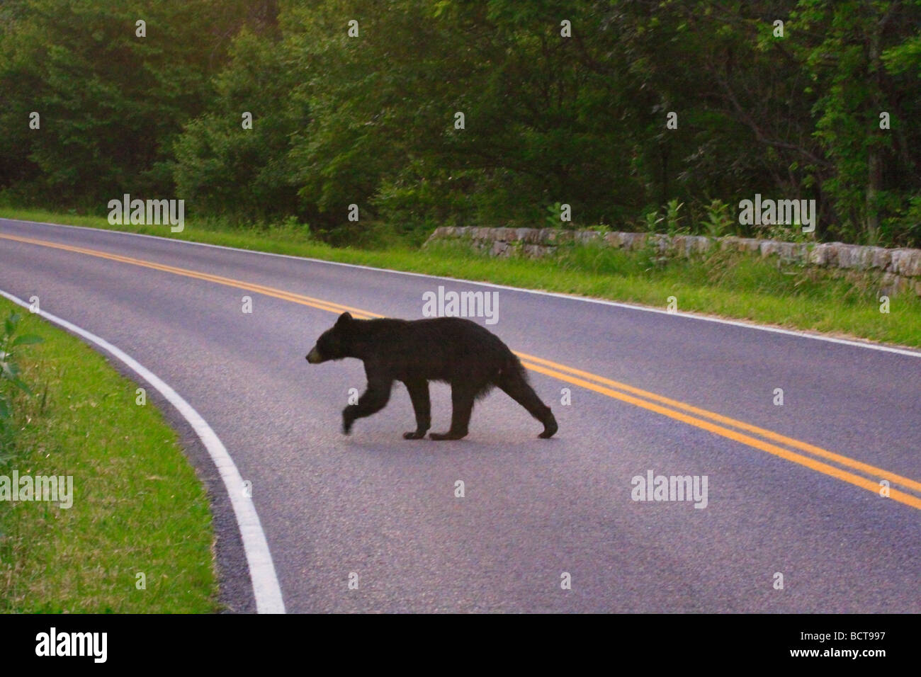 Black bear crosses skyline drive near jarman gap shenandoah national park virginia Stock Photo